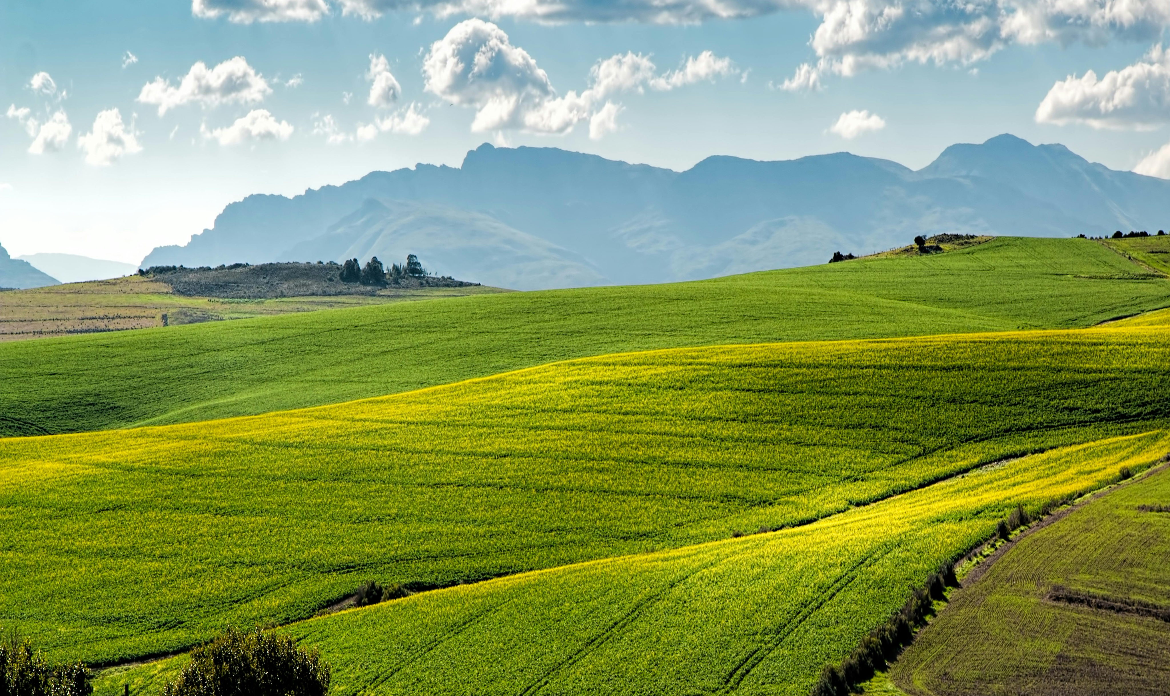 vineyard landscape with a drove hovering it